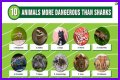 15 Animals Surprisingly More Deadly Than Sharks