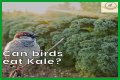 Can Birds Eat Herbs? - Kylon Powell