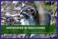 Can Raccoons Get Distemper? - Kylon Powell