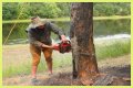 Cut down as a tree limb