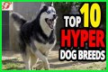 Does royal canin make dogs hyper?