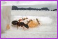 How To Get Ants Out Of Keurig?