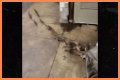 Rats Run Out From Under Homeless Person's Blanket on NYC Subway Platform