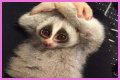 These 9 Adorable Animals Should Actually Terrify You